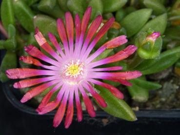 Mother plant with flowers
